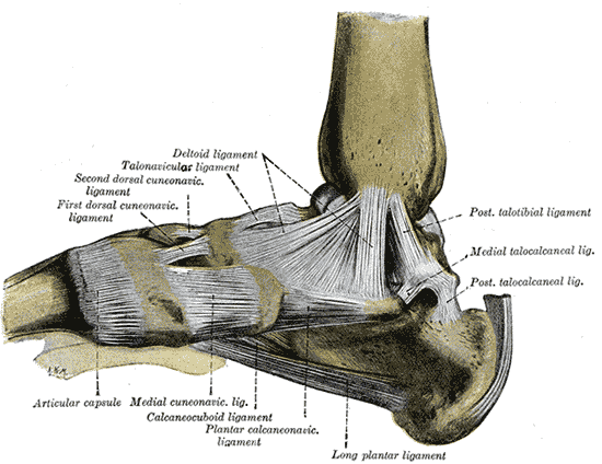 ankle sprain