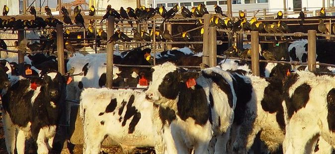 antibiotics livestock obese