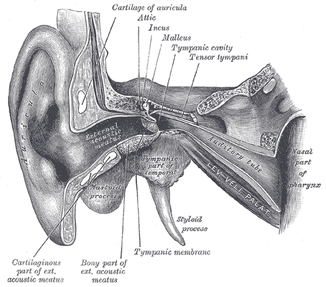 Childhood Ear Infections