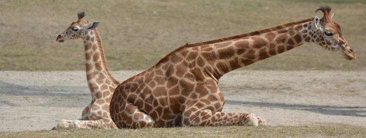 Forward Head Posture (FHP)