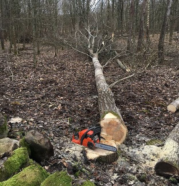 Logging accident
