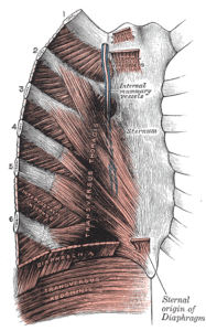 Learn Why Rib Tissue Pain is Such a Common, Yet Undiagnosed Cause of ...