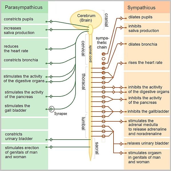 sympathetic-dominance-causes-inflammation-control-your-nervous-system