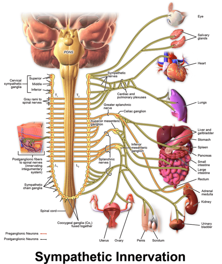 Sympathetic Dominance Causes Inflammation: Control Your Nervous System ...