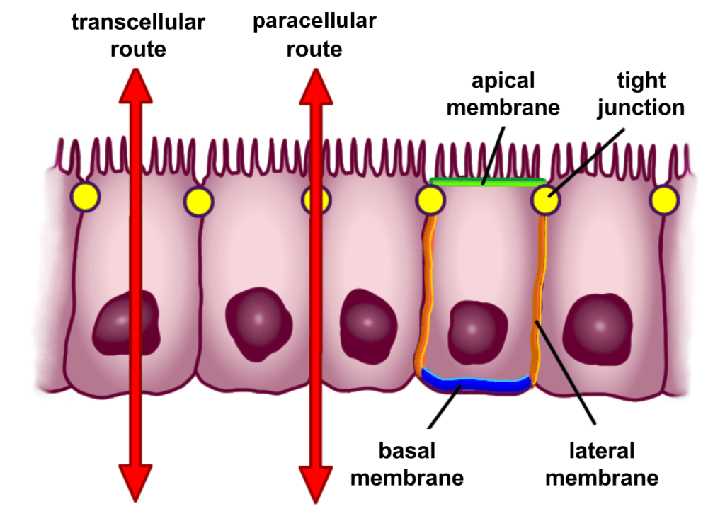 Leaky Gut Tight Junctions