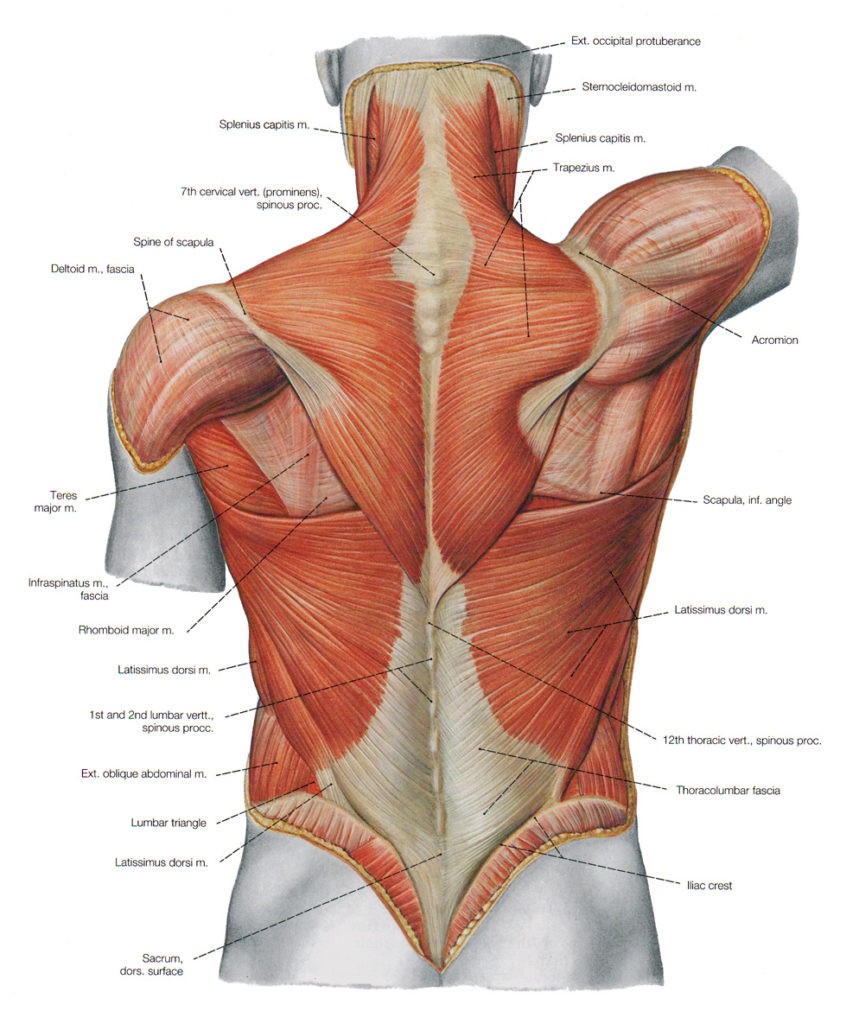 Thoracolumbar Fascia: Fascia Videos of Both Normal and Abnormal Motion