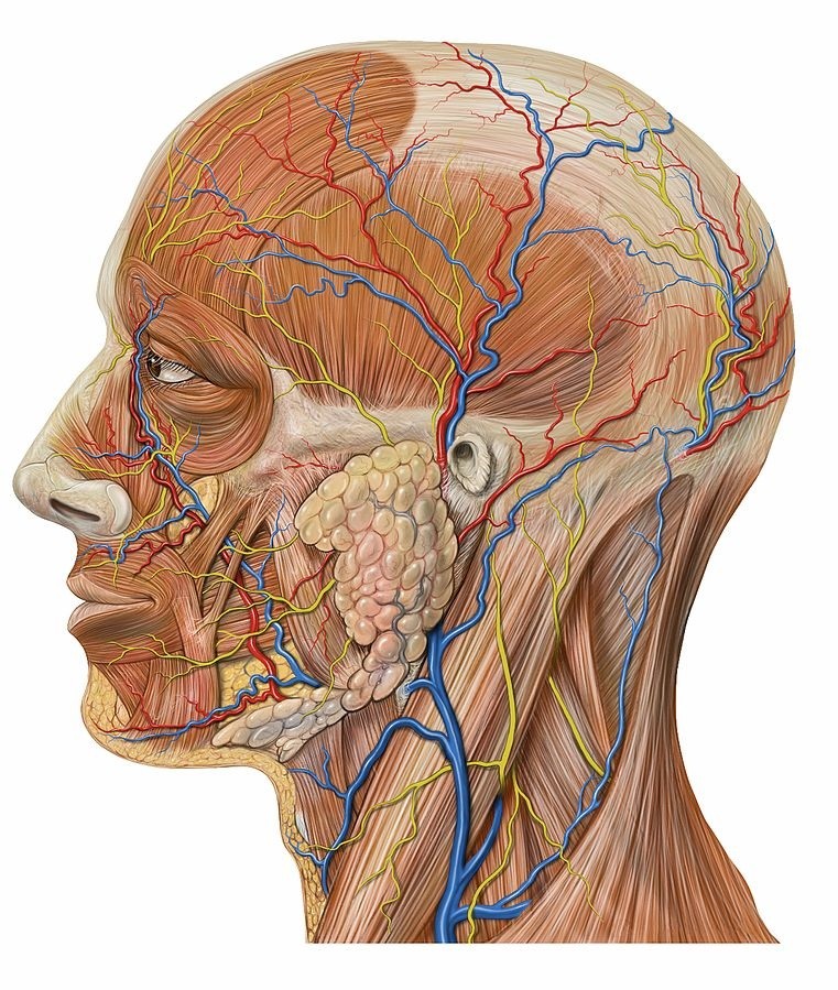 Skull Pain by Patrick J. Lynch, medical illustrator; C. Carl Jaffe, MD, cardiologist