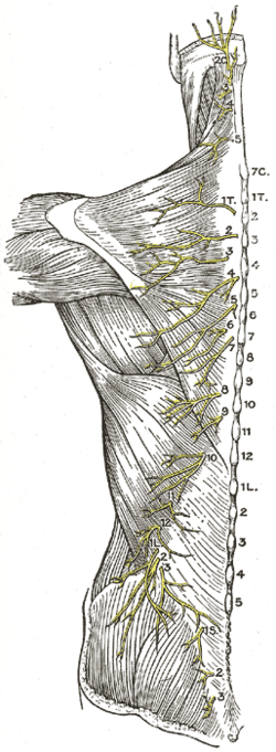 Nerve Entrapments