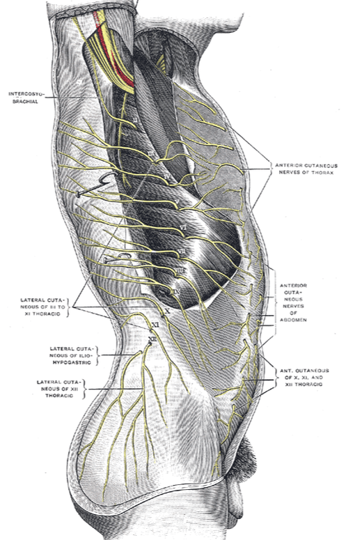 Nerve Entrapments and Chronic Pain