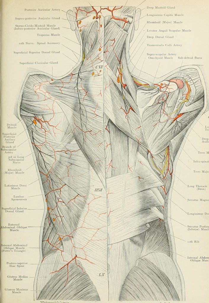 Chronic Low Back Pain as Related to Stretching Injured Thoracolumbar Fascia