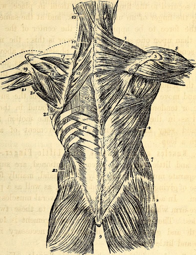 thoracolumbar fascia