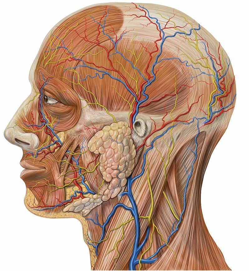 chronic neck pain