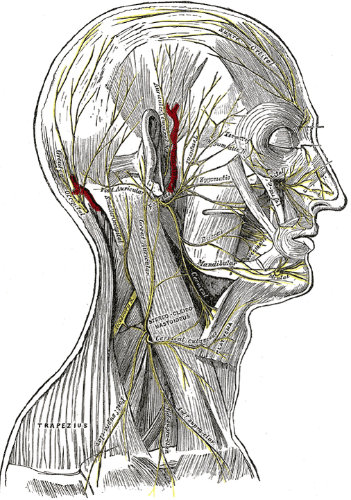 Cutaneous Nerve Entrapment Syndromes