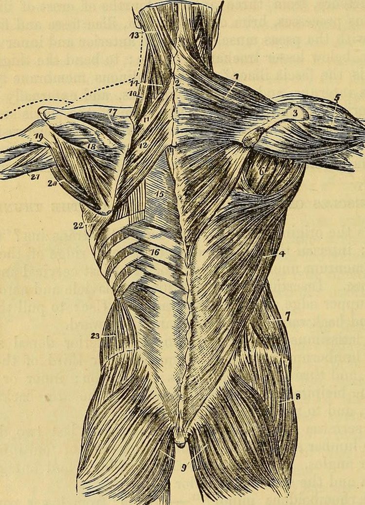 Adhesions of the Thoracolumbar Fascia as the Number One Cause of Low ...